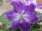 Сортовые фиалки. Фото 14.