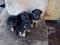 Продам щенков возраст 1 месяц (бабушка восточно европейская овчарка), мама вообще огонь)). Фото 2.