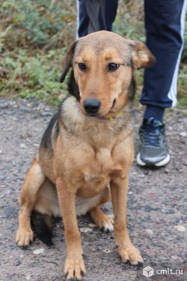 Небольшая стерилизованная собачка в дар. Фото 1.