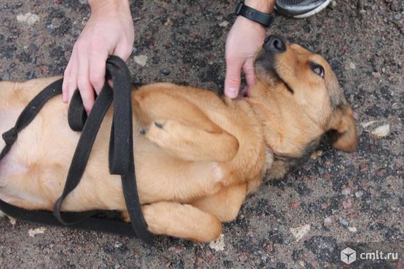 Небольшая стерилизованная собачка в дар. Фото 3.