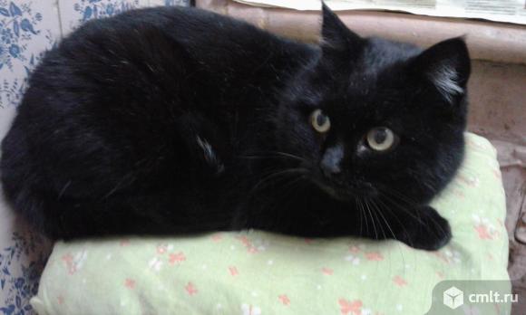 Котик шотландский прямоухий. Фото 1.