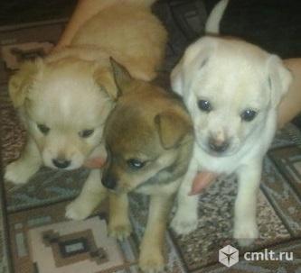 Чихотойчики. Фото 1.