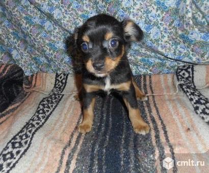 Чихотойчики. Фото 2.