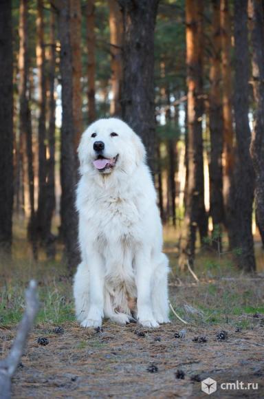 Мареммо-абруцкая овчарка, щенки. Фото 1.