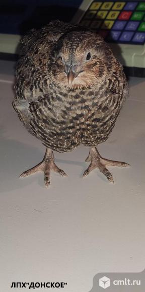 Перепела Тенеброз «Tenebrosus»  немецкой линии VOGELSBERGER. Фото 4.