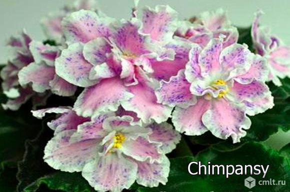 Сортовые детки фиалки. Фото 1.