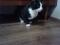 Молодой  черно-белый  кот. Фото 4.