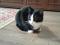 Молодой  черно-белый  кот. Фото 6.