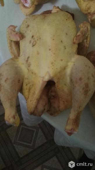 Мясо цыплят бройлеров. Фото 1.