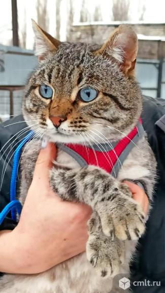 Голубоглазый красавец Есений. Фото 1.