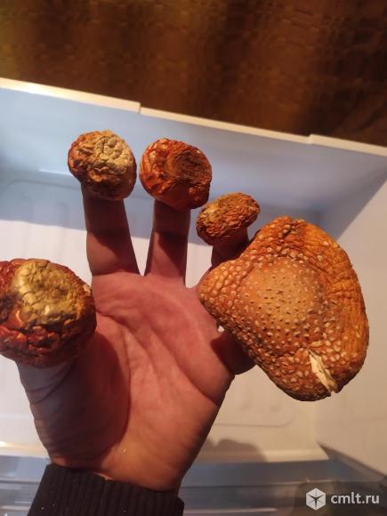 Мухоморы в Воронеже.. Фото 7.