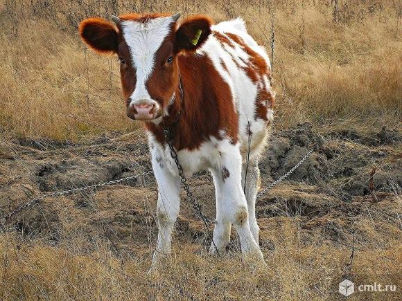 Покупаю любой скот, в живую или на весы. Фото 1.