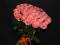 Цветы,розы оптом и в розницу,бюджетные букеты из роз.воронеж. Фото 10.
