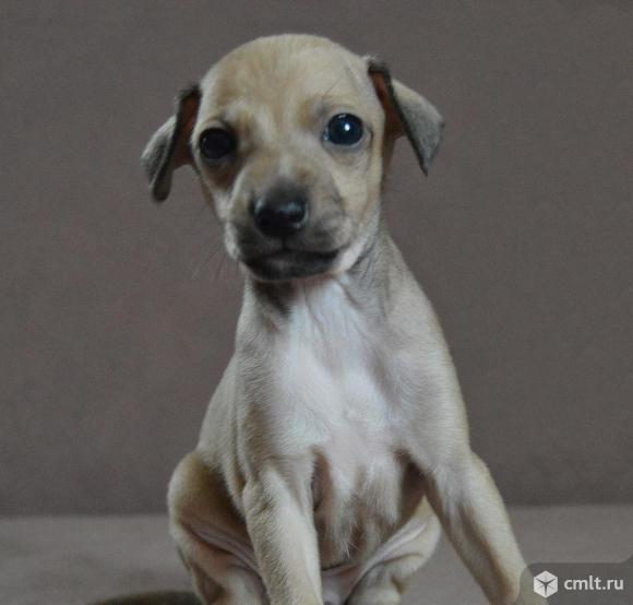 Щенок левретки. Фото 1.
