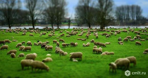 Овцы мясных пород живым весом.. Фото 1.