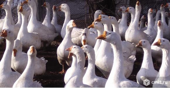 Гусиные инкубационные яйца. Фото 1.