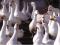 Белые гусята  Линда. Фото 2.