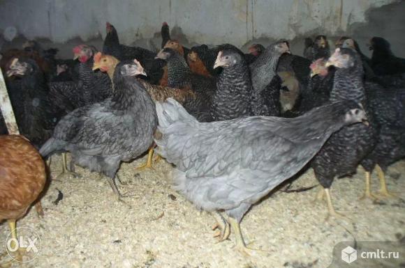 Молодка Доминант. Фото 1.