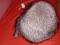 Шапка зимняя мех чернобурка. Фото 1.