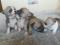Чихуахуа щенки, мальчики, родились 23.01.21 г. Фото 1.