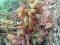 Укоренённые черенки сортового винограда. Фото 1.