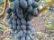 Укоренённые черенки сортового винограда. Фото 3.