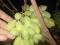 Укоренённые черенки сортового винограда. Фото 4.