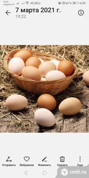 Яйца куриные. Фото 1.