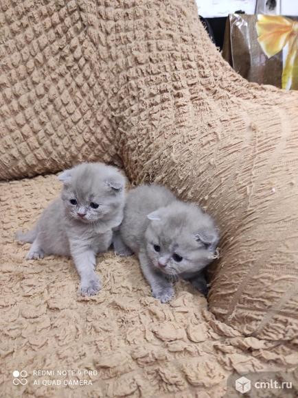 Продаются шотландские вислоухие котята. Фото 1.