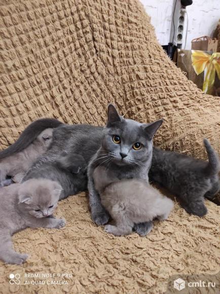 Продаются шотландские вислоухие котята. Фото 4.