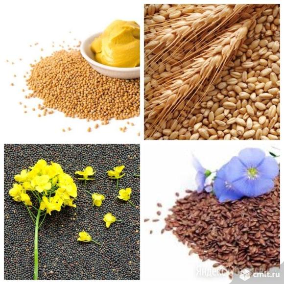 СХПК Гигант Закупает Лен, Овес, Ячмень, Пшеница.. Фото 1.