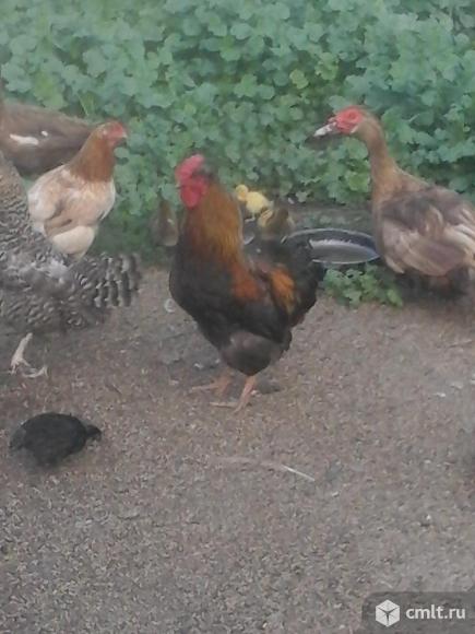 Куры .петухи. Фото 1.