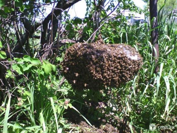 Продам пчелосемьи. Фото 1.
