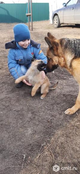 Помесного восточноевропейской овчарки щенка, девочка 4 мес. Фото 1.