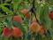 Персика саженцы (подвой алыча). Фото 1.
