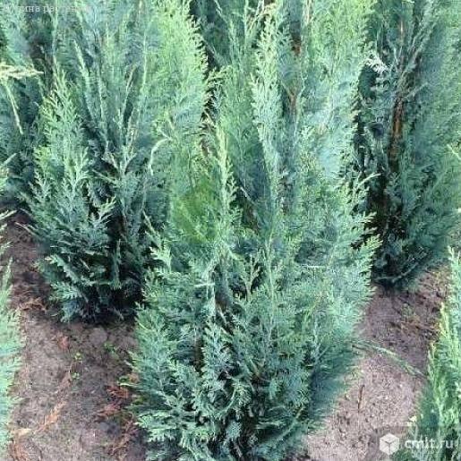 Кипарисовик. Фото 1.