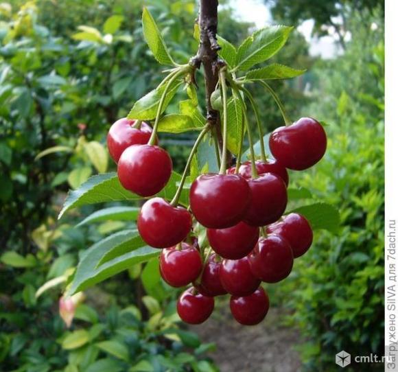 Вишни (подвой антипка). Фото 1.
