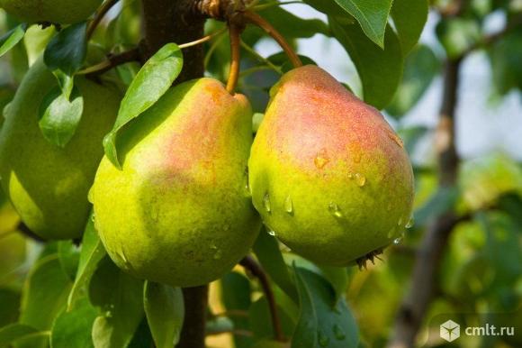 Груши (подвой айвы). Фото 1.