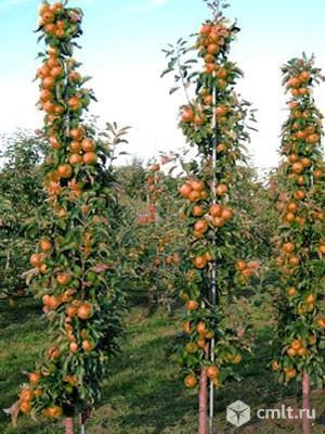 Яблони колоновидные. Фото 2.