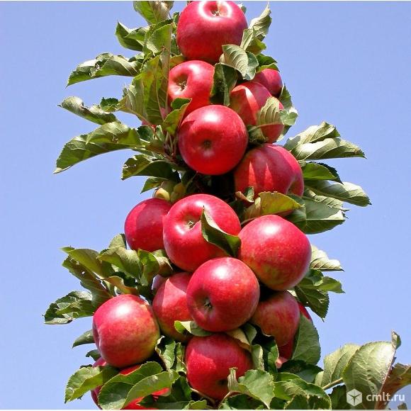 Яблони колоновидные. Фото 1.