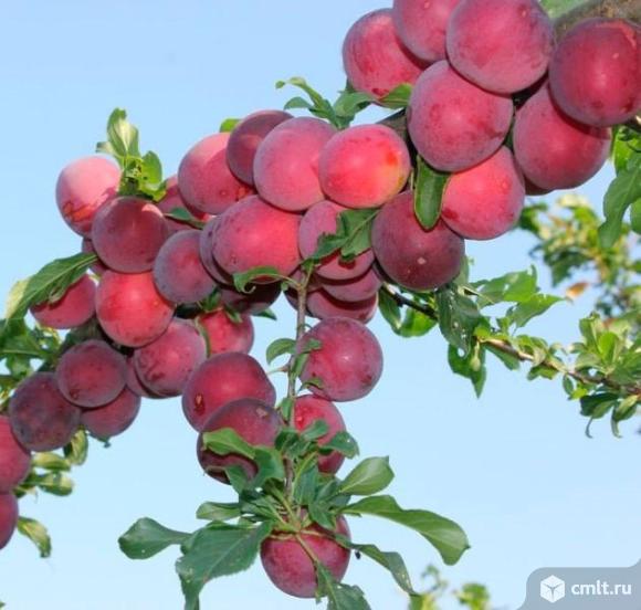 Алыча. Фото 1.