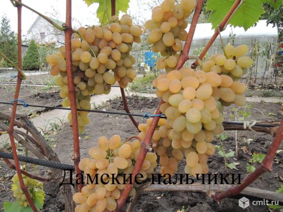 Саженцы винограда. Фото 1.