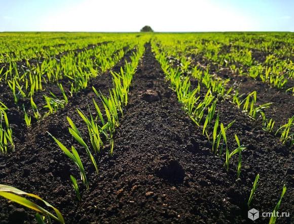 Чернозем. Фото 1.