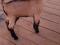 Породистый чешский козлик. Фото 5.