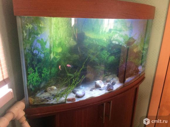 Аквариум 200л угловой с тумбой. Фото 1.