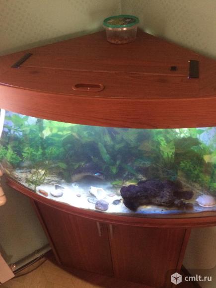 Аквариум 200л угловой с тумбой. Фото 4.