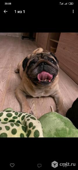 С условием кастрации. Фото 1.