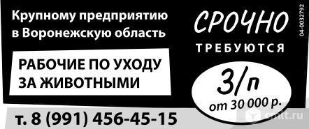 воронеж вакансии срочно требуется