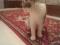 Серо-белый молодой кот. Фото 4.