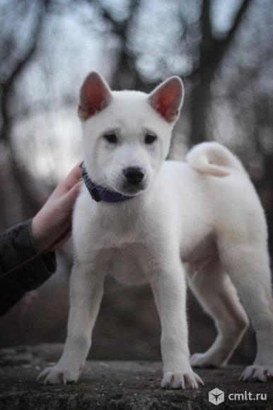 Щенки Кишу ину (Кисю). Фото 1.